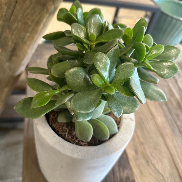 Crassula Minor, Paradistræ i moderne betonkrukke