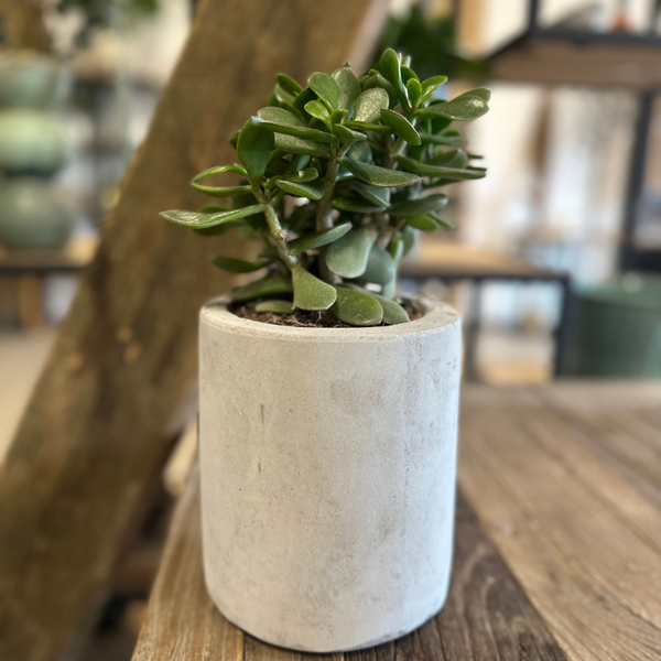 Crassula Minor, Paradistræ i moderne betonkrukke